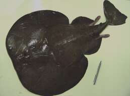 Image of electric ray