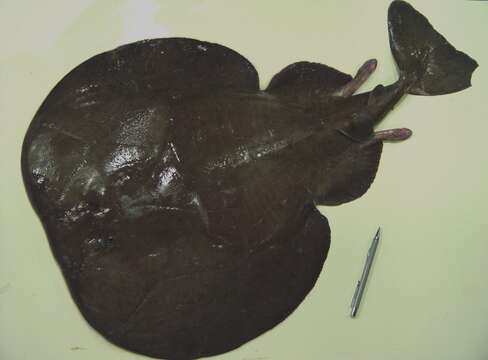 Image of electric ray