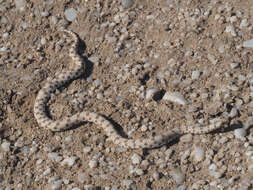 Image of Dwarf Beaked Snake