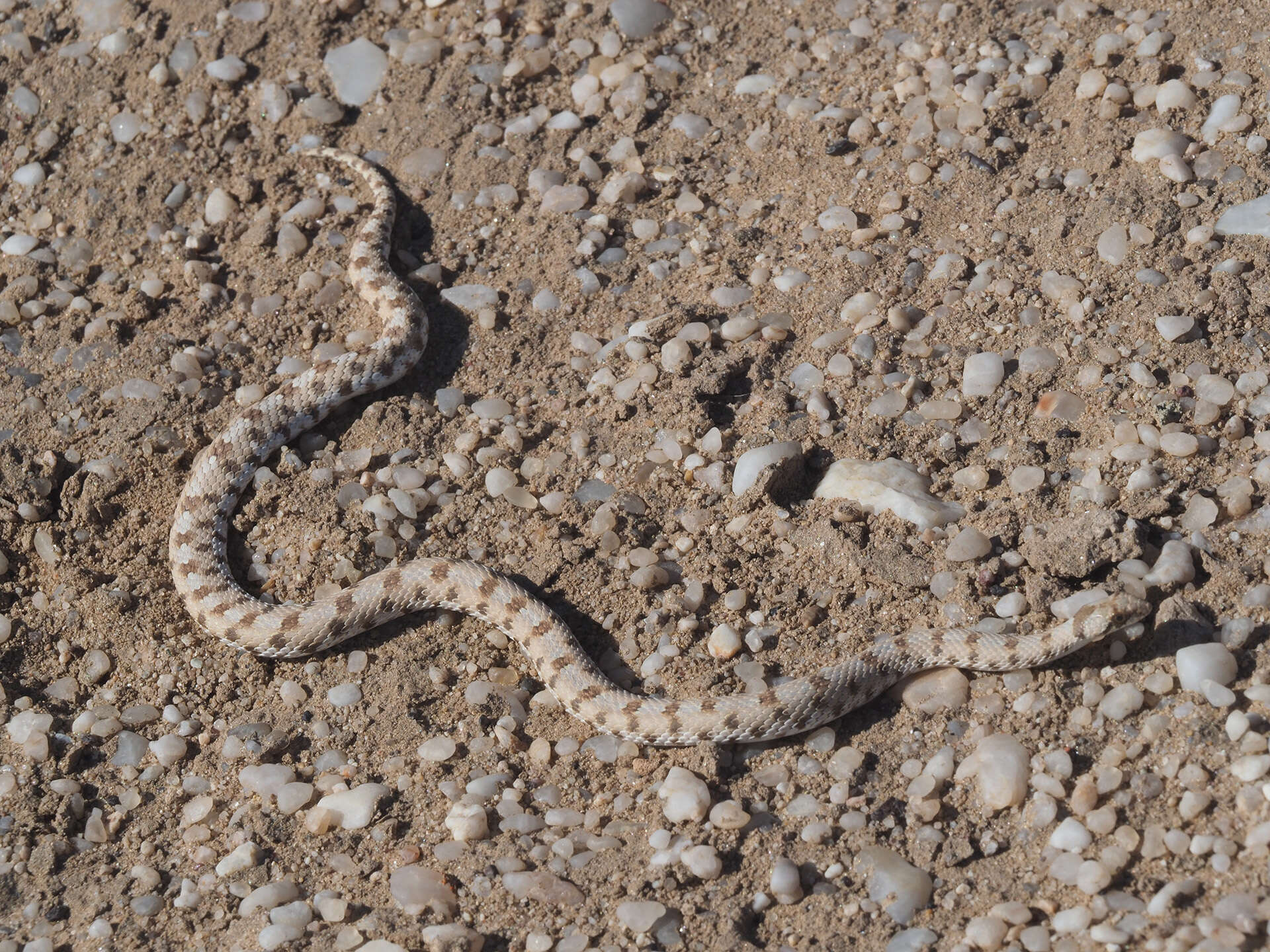 Image of Dwarf Beaked Snake