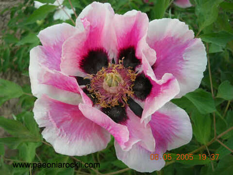 Image of Paeonia rockii (S. G. Haw & Lauener) T. Hong & J. J. Li ex D. Y. Hong