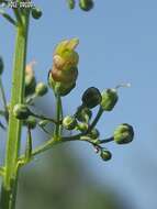 Scrophularia macrophylla Boiss. resmi