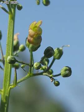 Image of Scrophularia macrophylla Boiss.