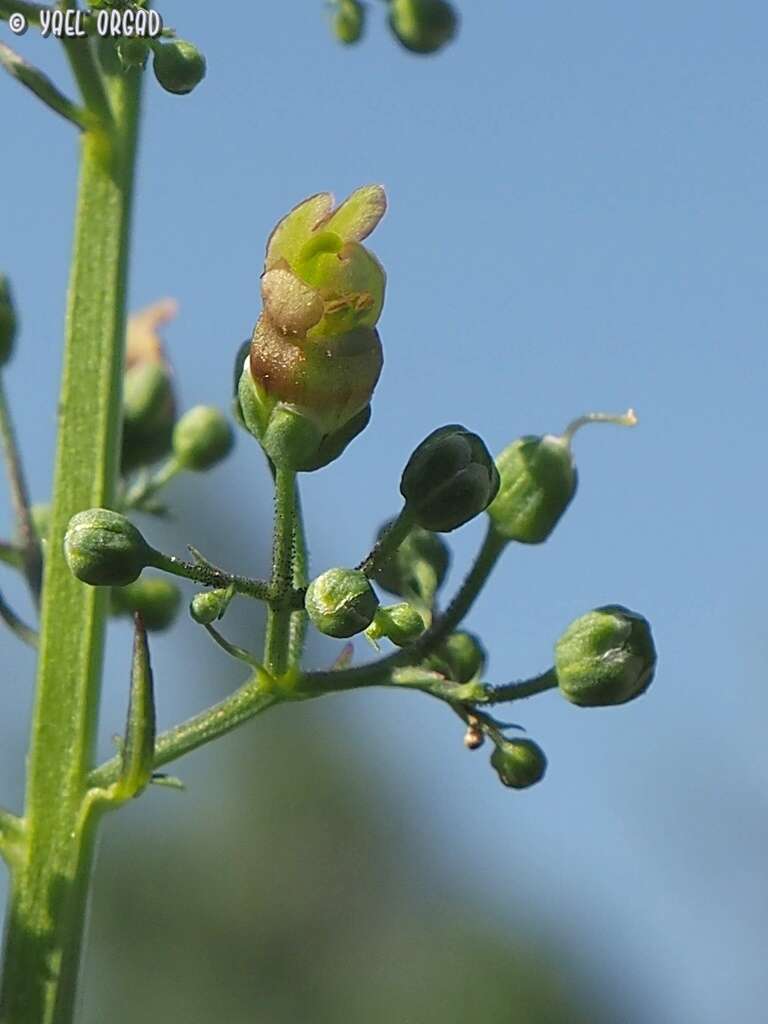 Scrophularia macrophylla Boiss. resmi