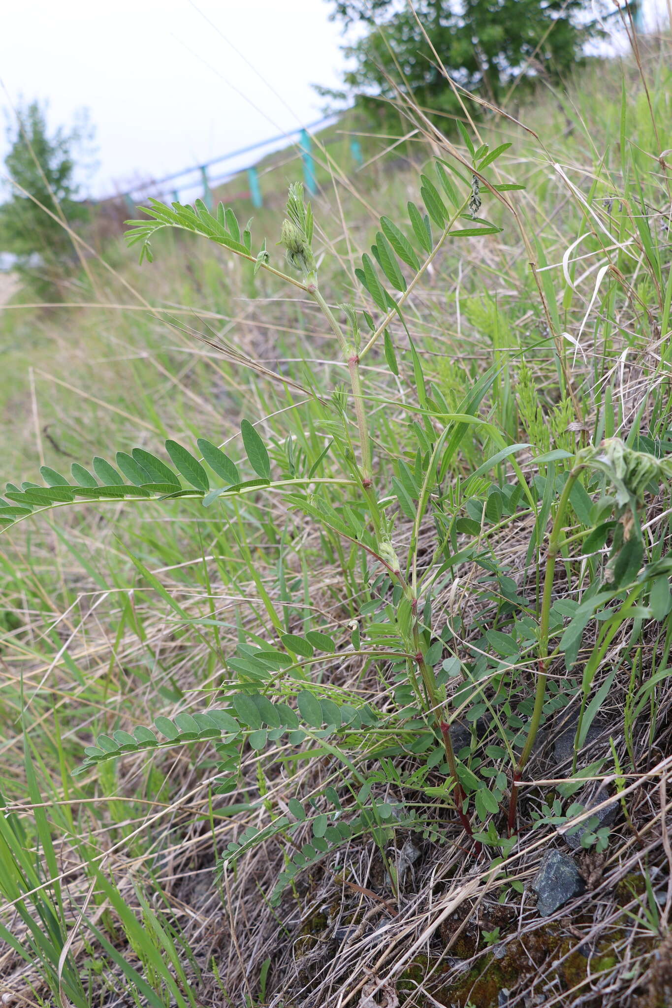 Plancia ëd Astragalus uliginosus L.