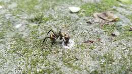 Image of Camponotus sericeiventris (Guerin-Meneville 1838)