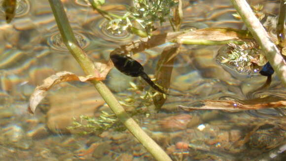 Image of Black Spiny-chest Frog