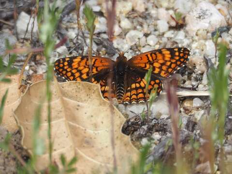 Image of Gabb's Checkerspot