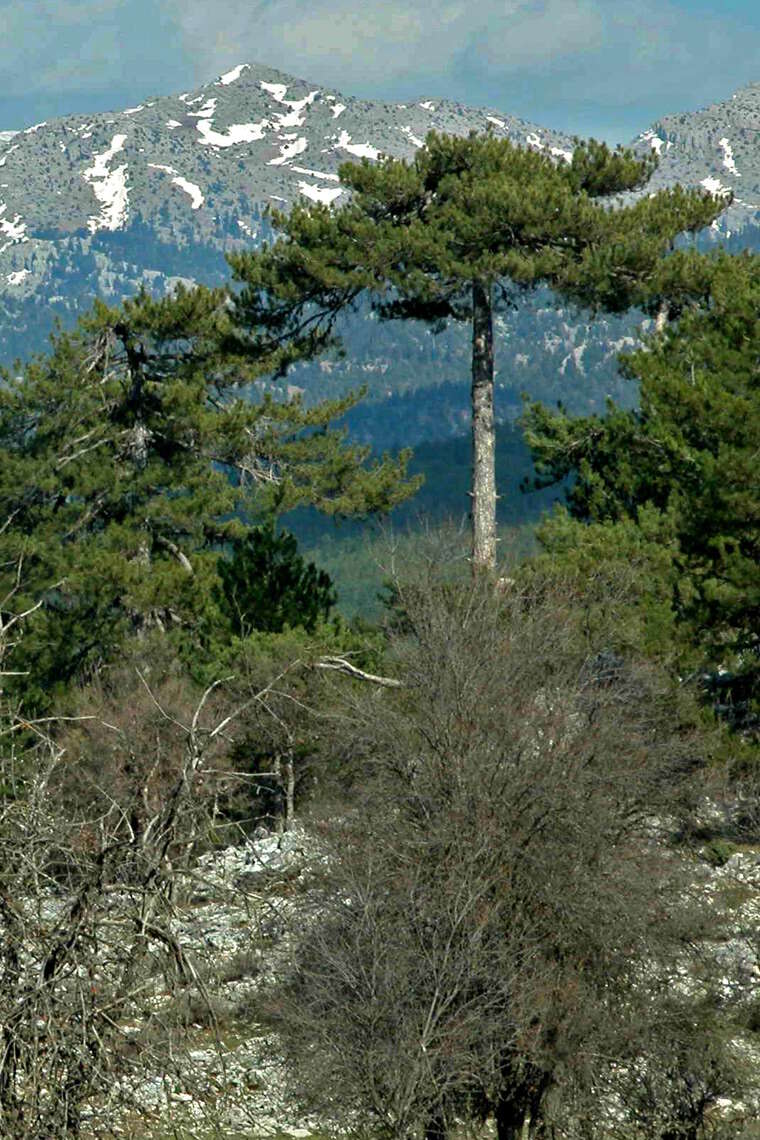 Image of Black Pine