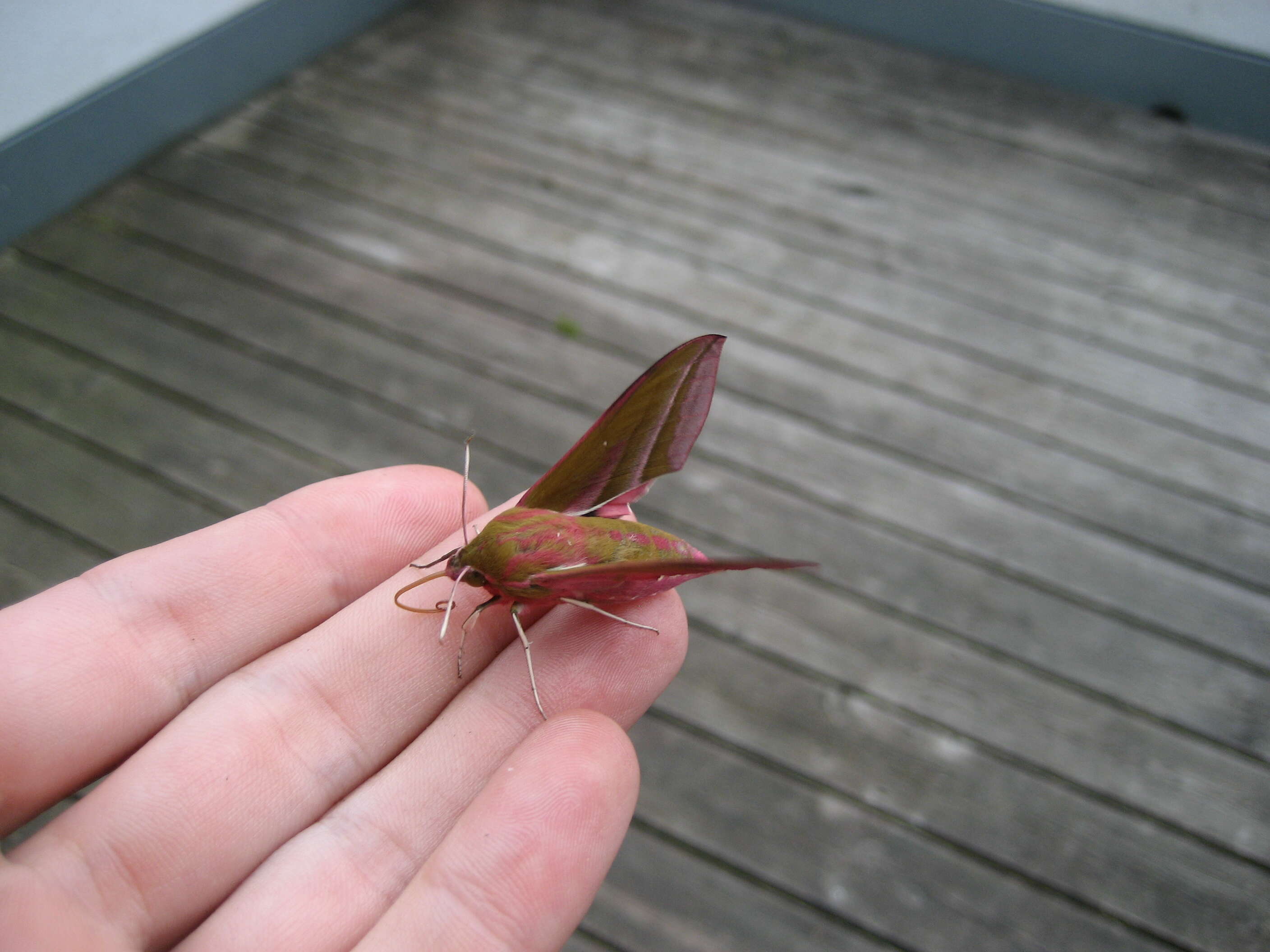 Image of elephant hawk-moth