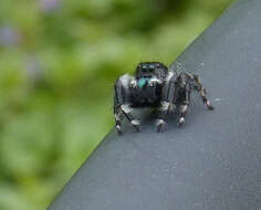 Phidippus audax (Hentz 1845) resmi