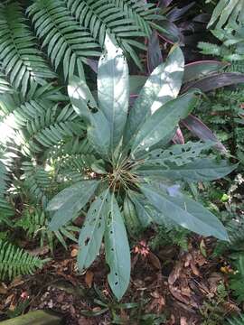 Image of Staphylea formosana (Nakai) Byng & Christenh.