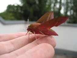 Image of elephant hawk-moth