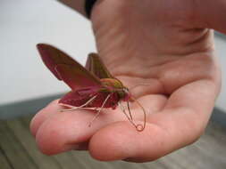 Image of elephant hawk-moth