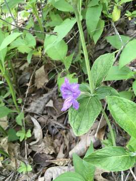 صورة Ruellia purshiana Fern.