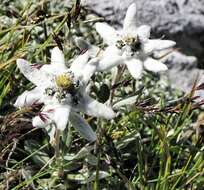 Image of edelweiss