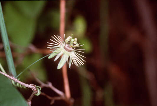 Image of yellow passionflower