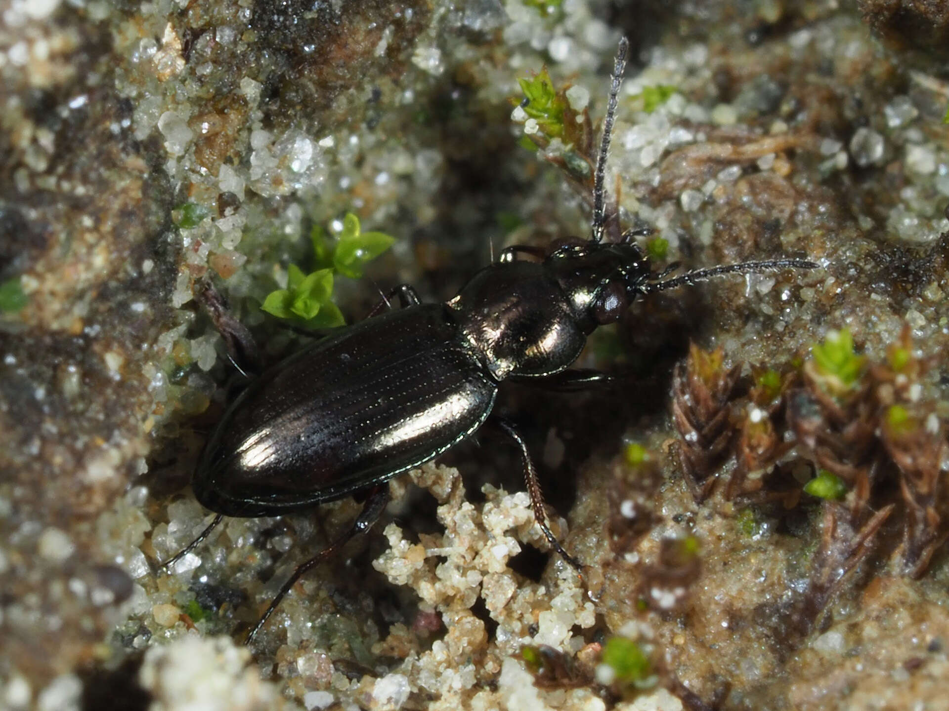 Image of Bembidion (Chlorodium) pygmaeum (Fabricius 1792)