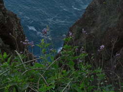 Image of Lavandula rotundifolia Benth.