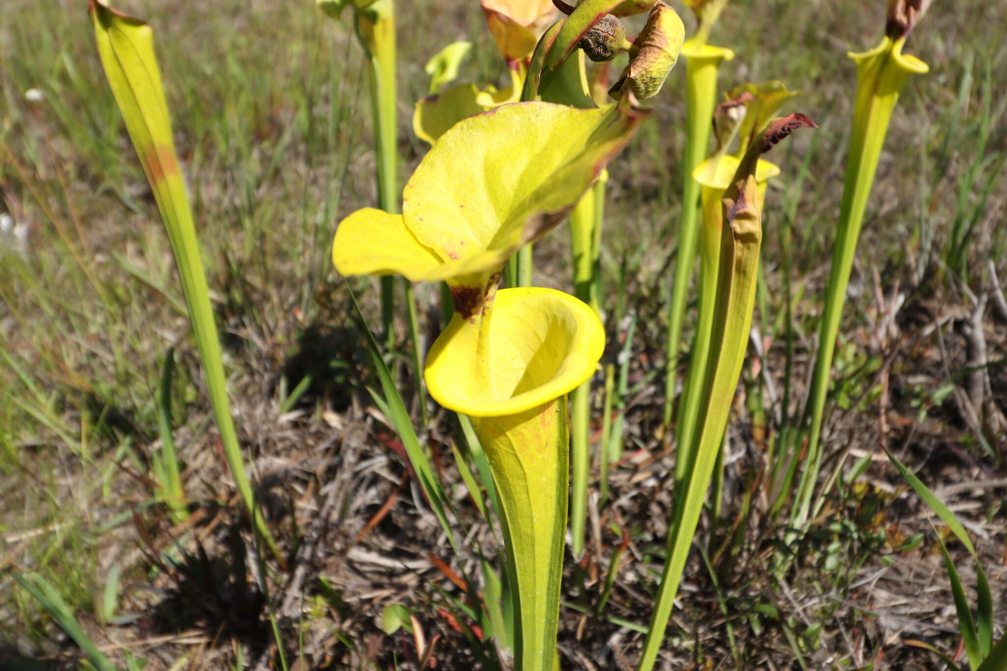 Image of Yellow pitcher plant