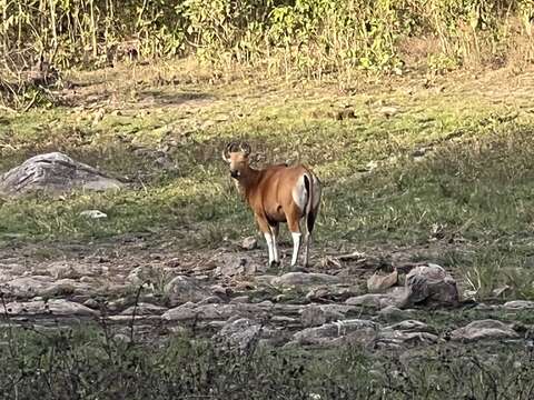 Image of Banteng