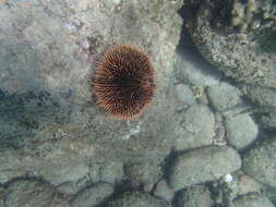 Image of White Sea Urchin