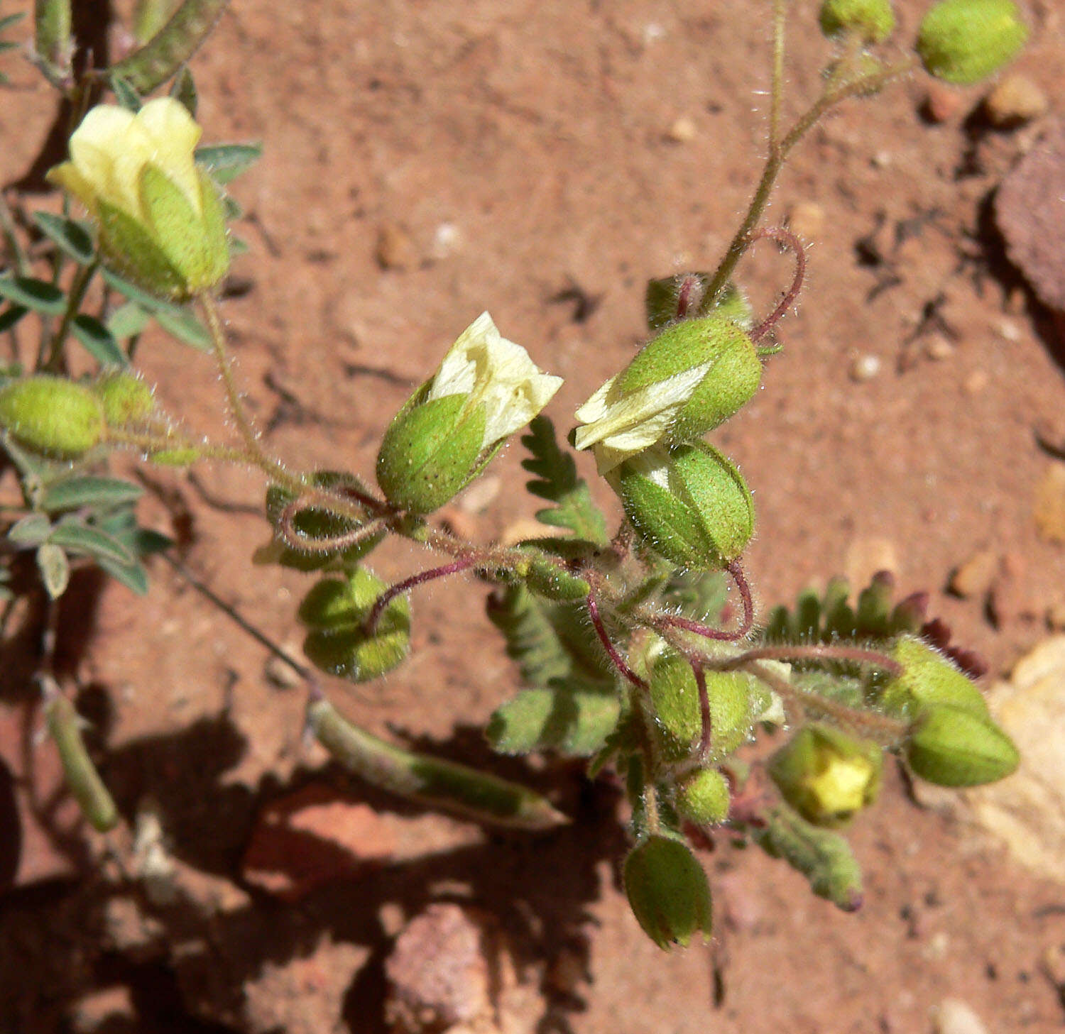 صورة Emmenanthe penduliflora Benth.