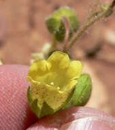 صورة Emmenanthe penduliflora Benth.