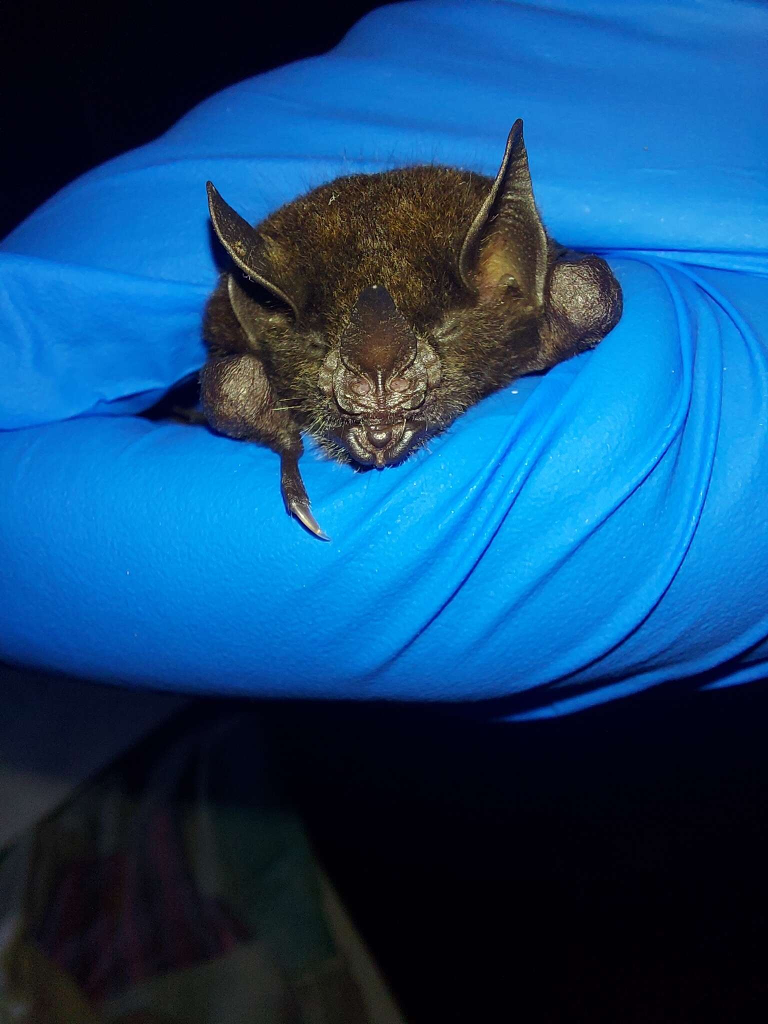 Image of dwarf little fruit bat