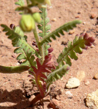 صورة Emmenanthe penduliflora Benth.