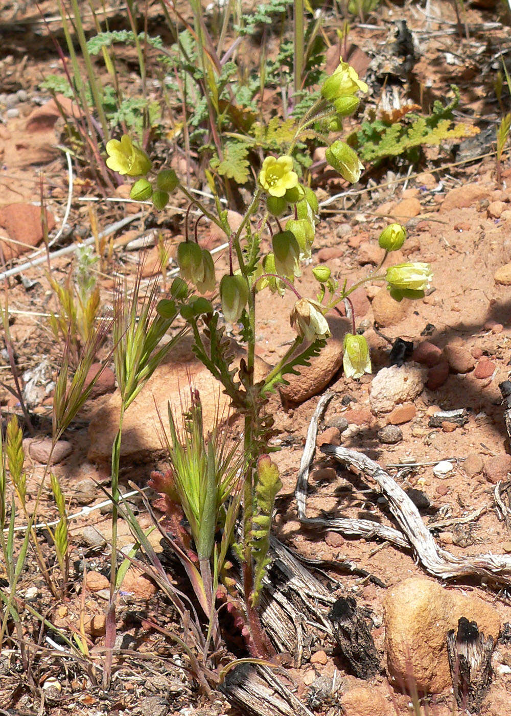 صورة Emmenanthe penduliflora Benth.