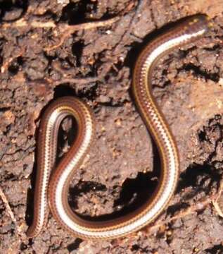 Image of Two-lined Blind Snake