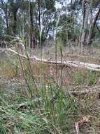 Image of Austrostipa pubinodis (Trin. & Rupr.) S. W. L. Jacobs & J. Everett