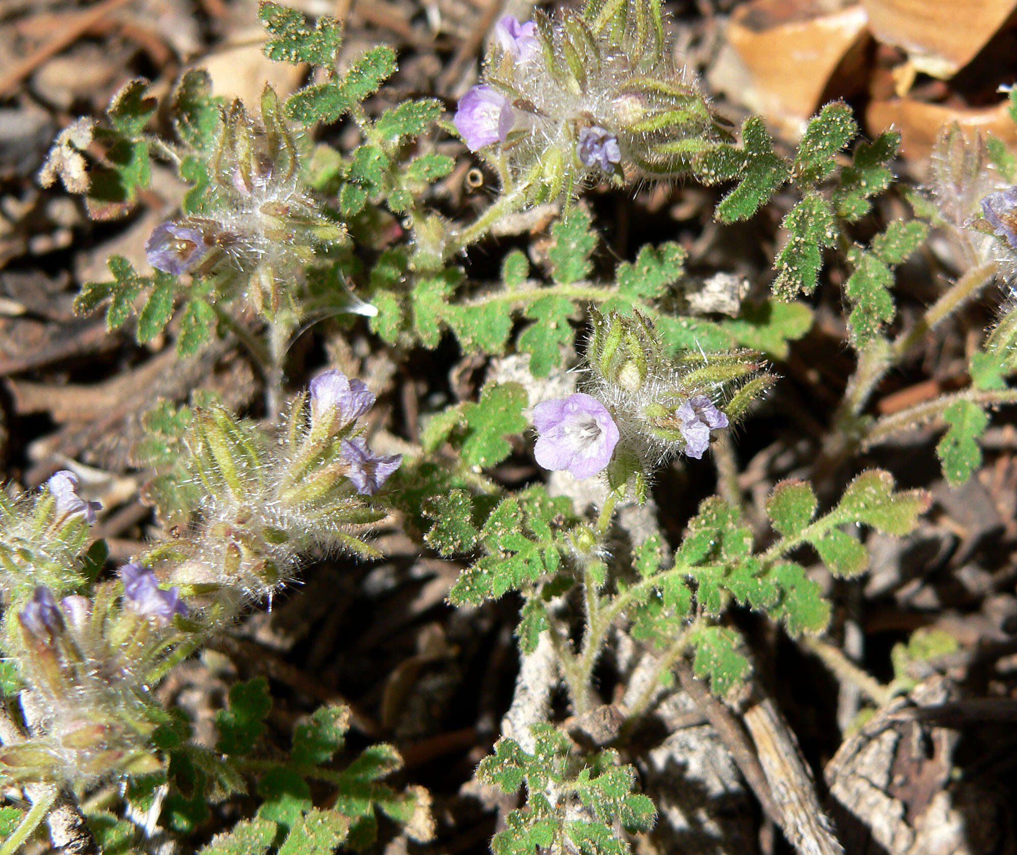 Image of hiddenflower phacelia