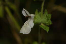 Image of Stachys spinulosa Sm.