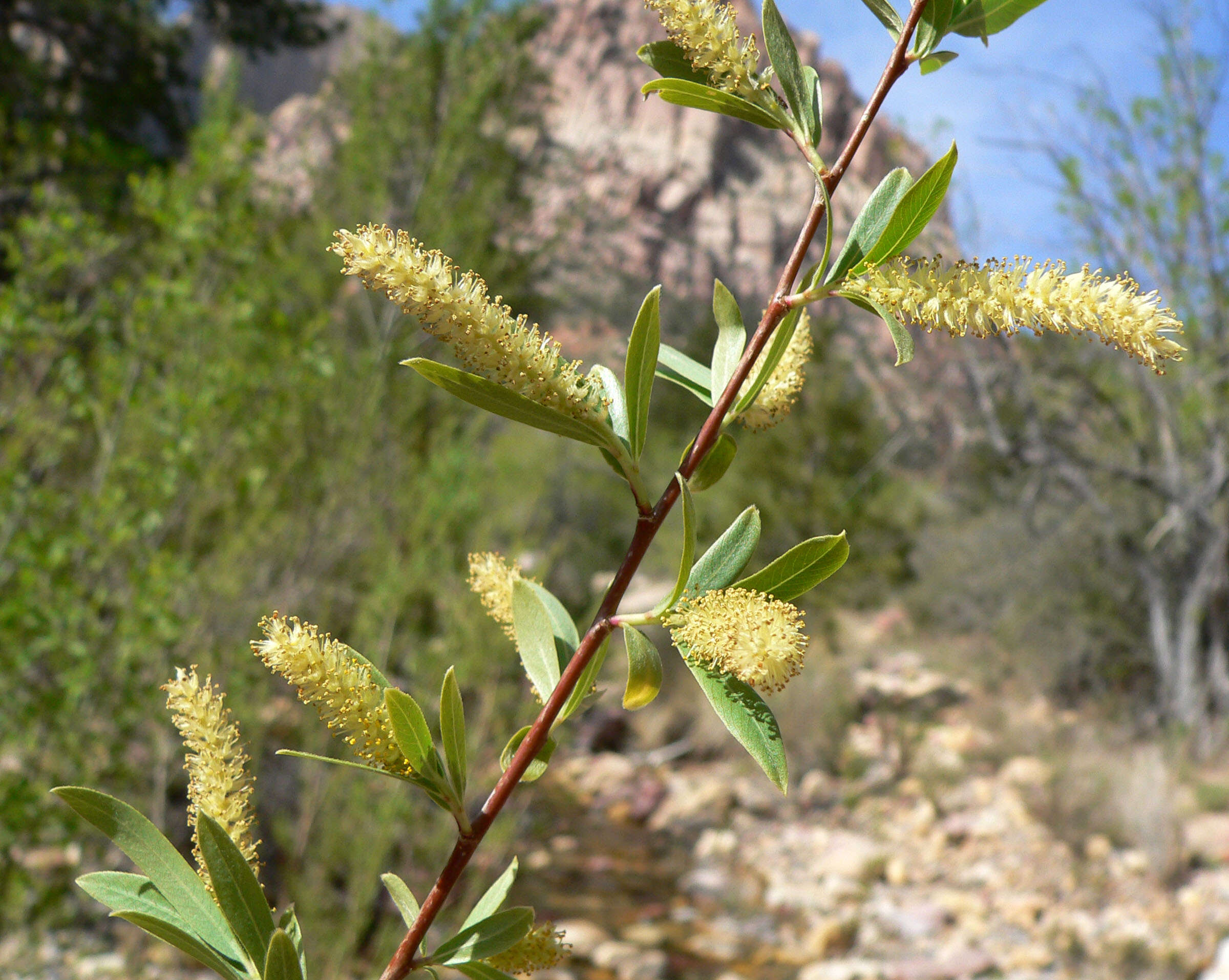 Image of Goodding's willow