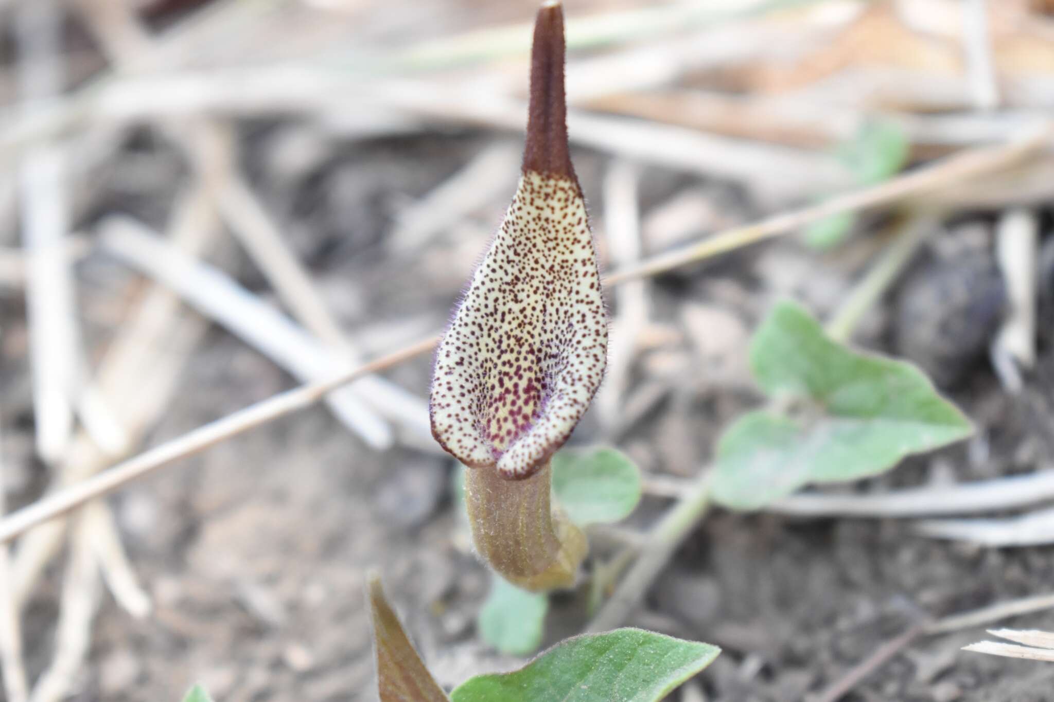 Image of Aristolochia luzmariana F. J. Santana-Michel