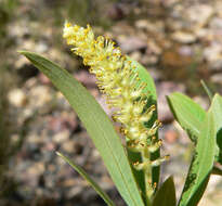 Image of Goodding's willow