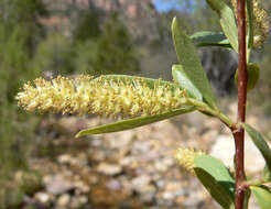 Image of Goodding's willow