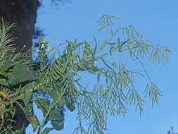Brassica cretica subsp. cretica resmi