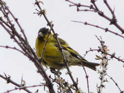 Image of Black-chinned Siskin