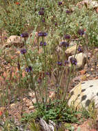 Imagem de Salvia columbariae Benth.