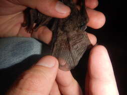 Image of Mexican big-eared bat