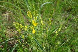 Image of Dyer's Greenweed