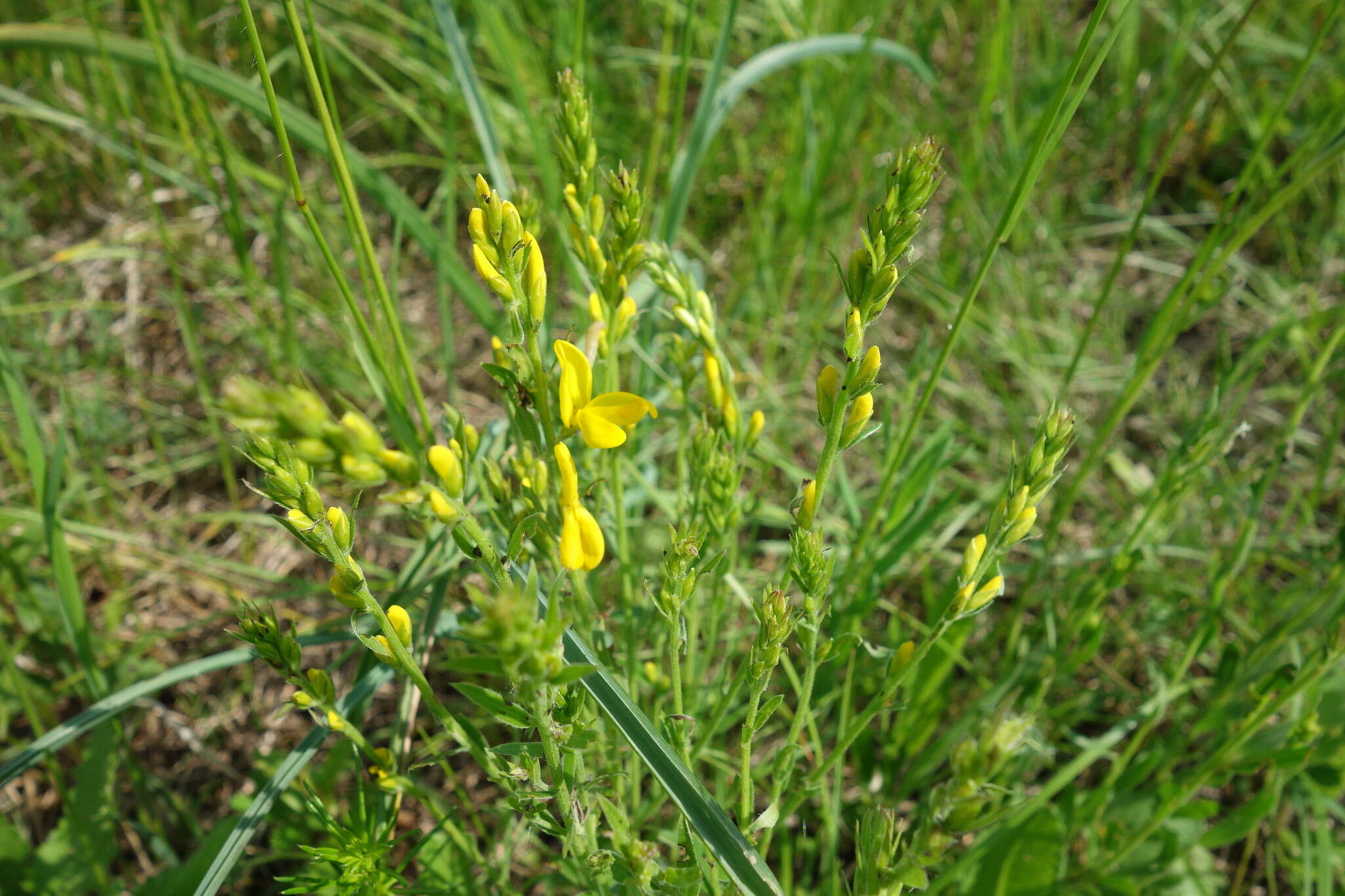 Imagem de Genista tinctoria L.