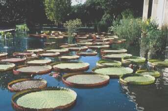 Image of Santa Cruz water-lily