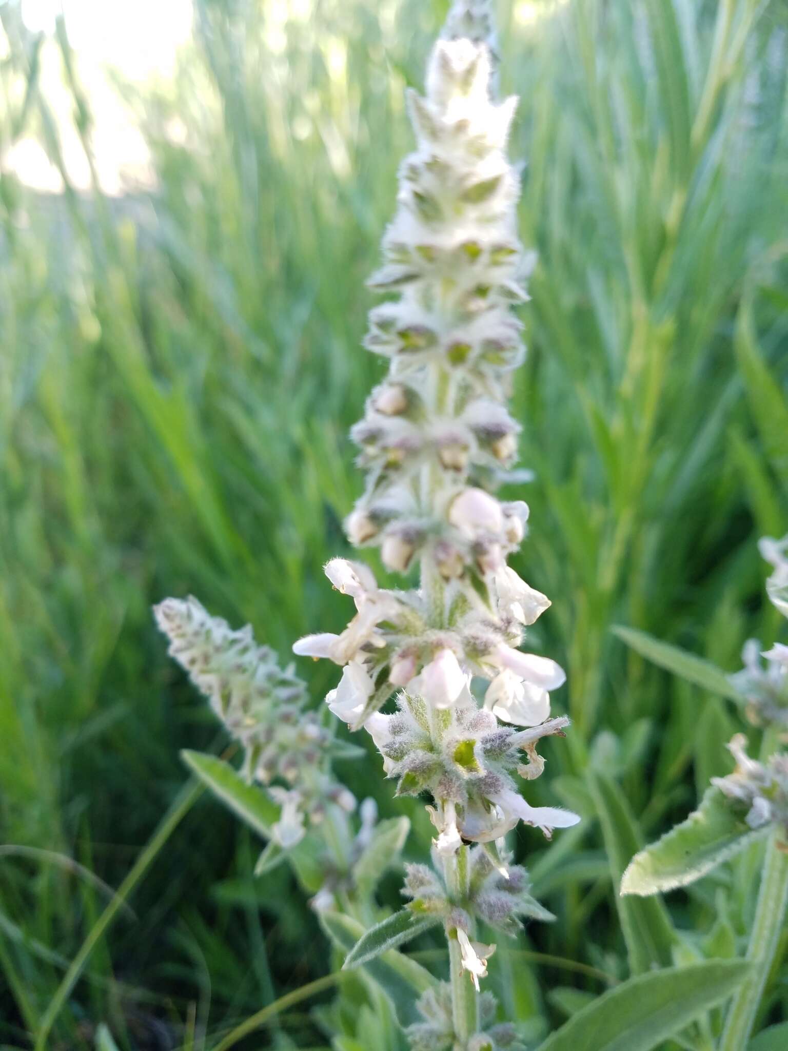 Слика од Stachys albens A. Gray