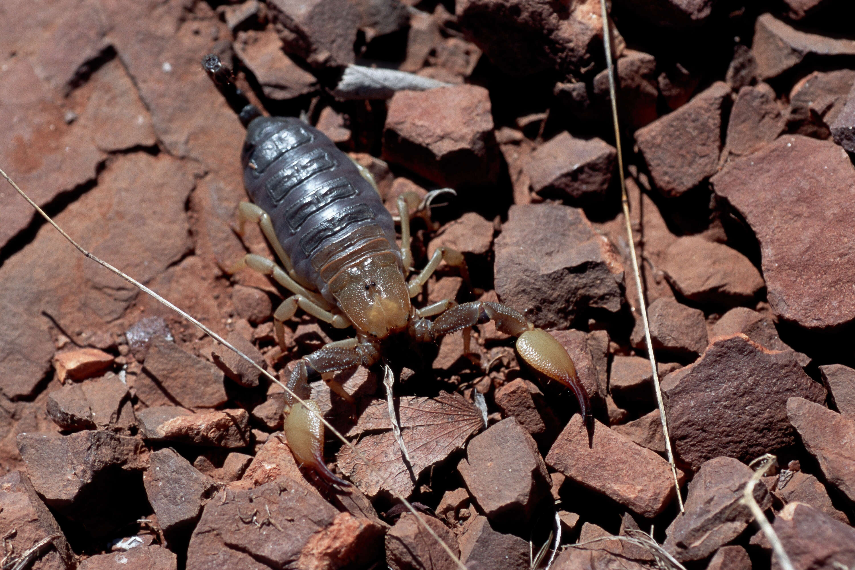 Opistophthalmus carinatus (Peters 1861) resmi