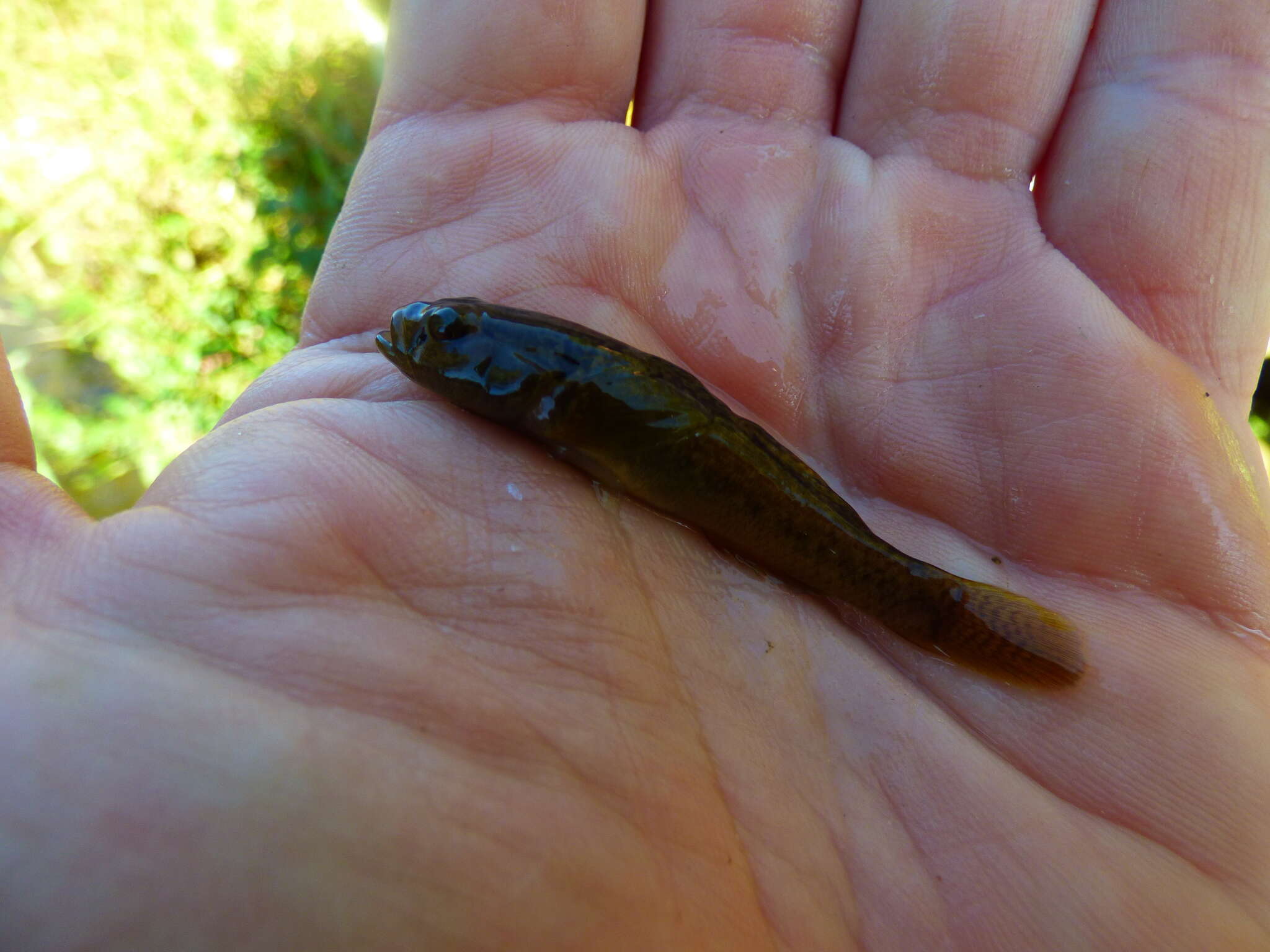 Imagem de Padogobius bonelli (Bonaparte 1846)