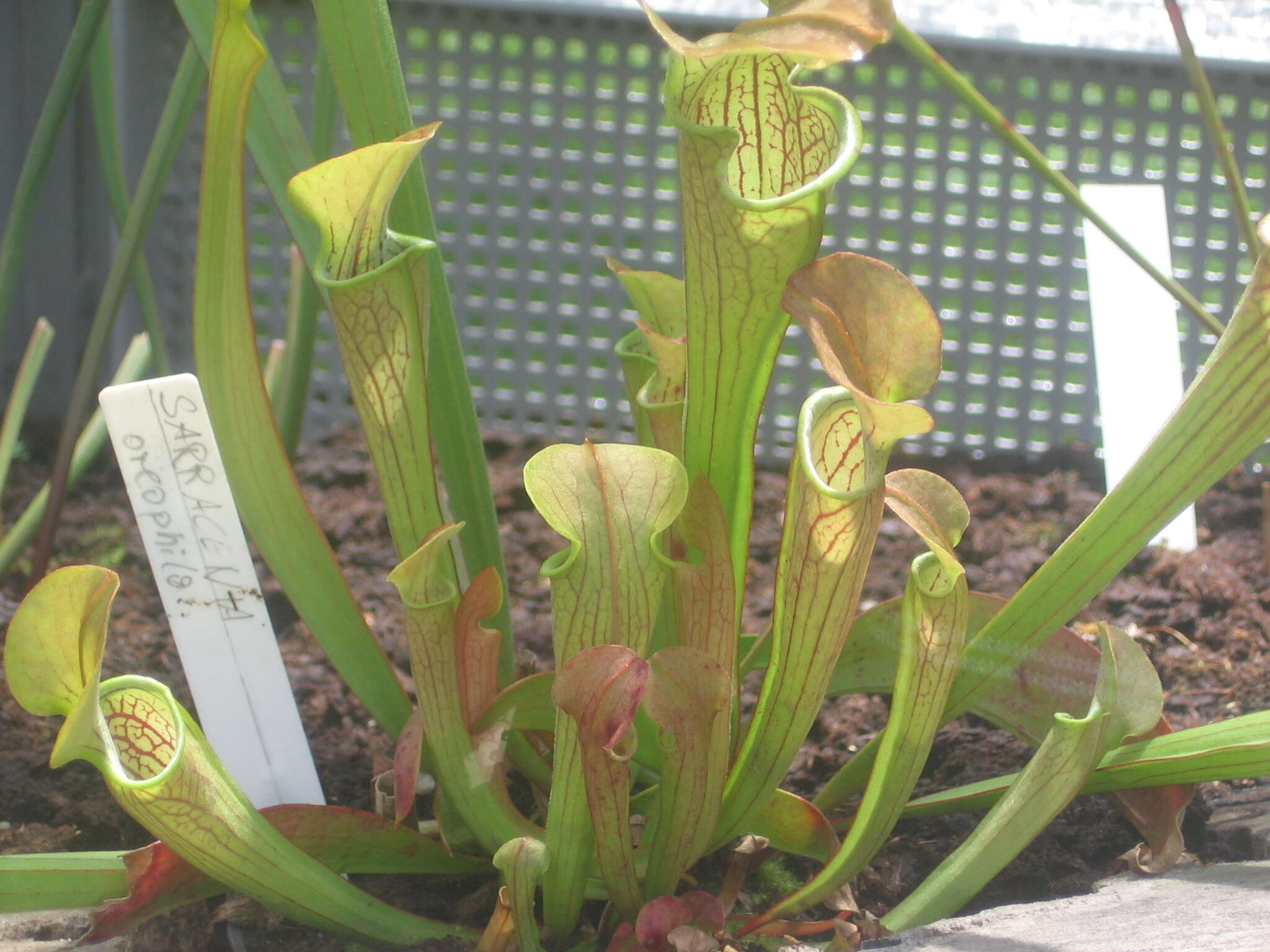 Image of Green Pitcherplant